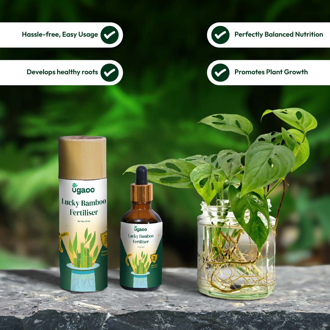 Lucky Bamboo Fertilizer - Image 11