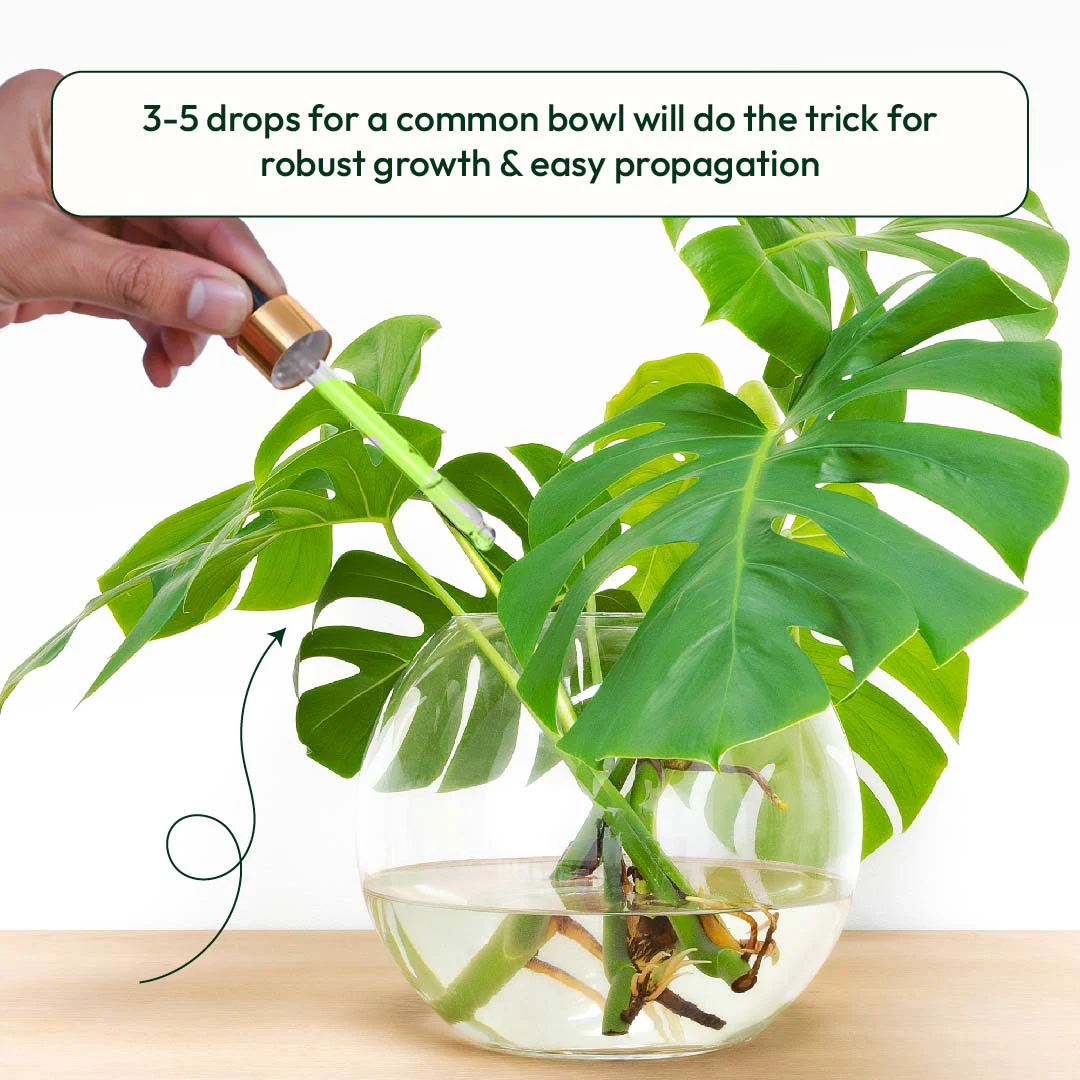 Lucky Bamboo Fertilizer - Image 13
