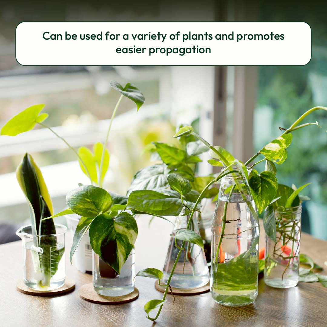 Lucky Bamboo Fertilizer - Image 7