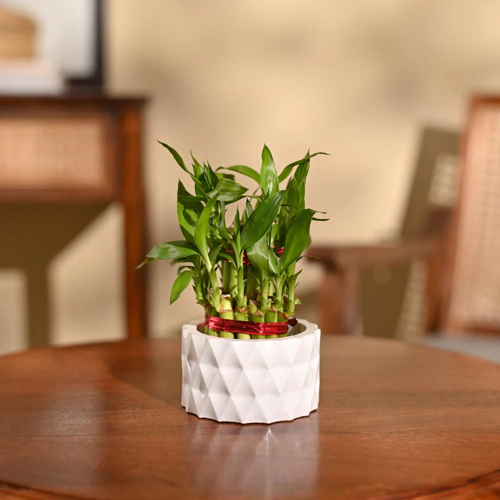 Lucky Bamboo Plant - 2 Layer - Image 3