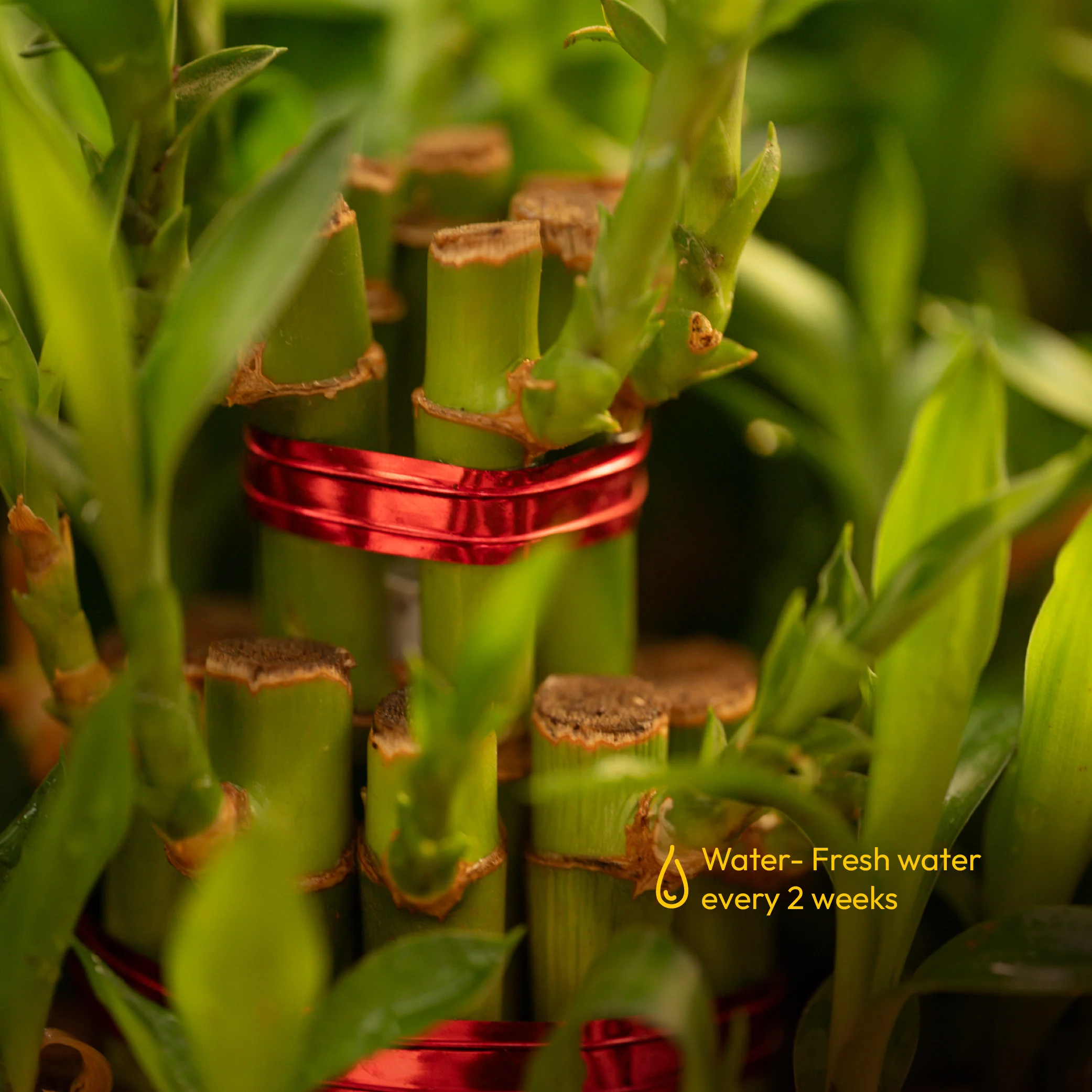 Lucky Bamboo Plant - 2 Layer - Image 5