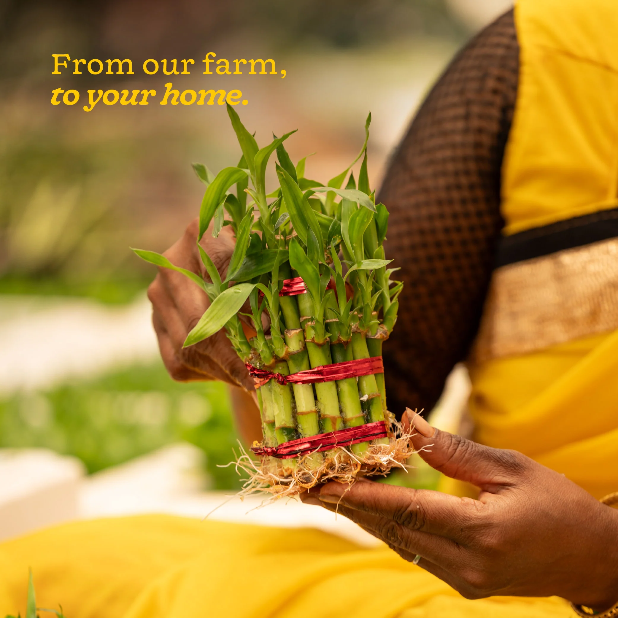 Lucky Bamboo Plant - 2 Layer - Image 9