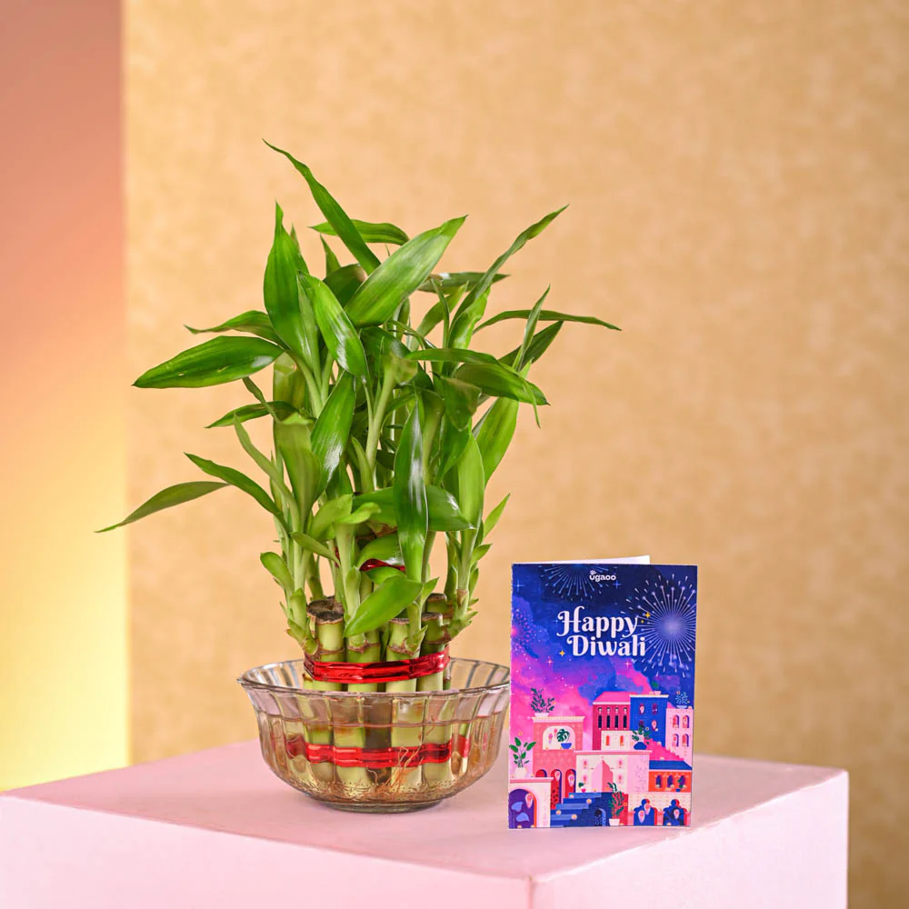 Lucky Bamboo Plant - 2 Layer Diwali Gift - Image 3