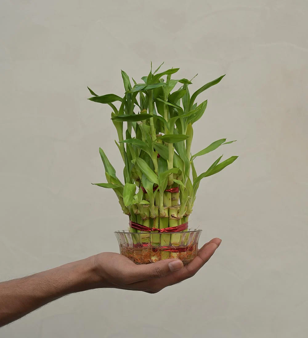 Lucky Bamboo Plant - 3 Layer Gift Hamper - Image 4