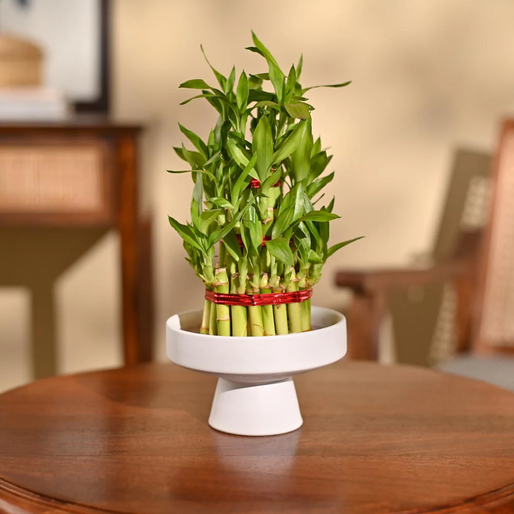 Lucky Bamboo Plant - 3 Layer - Image 3