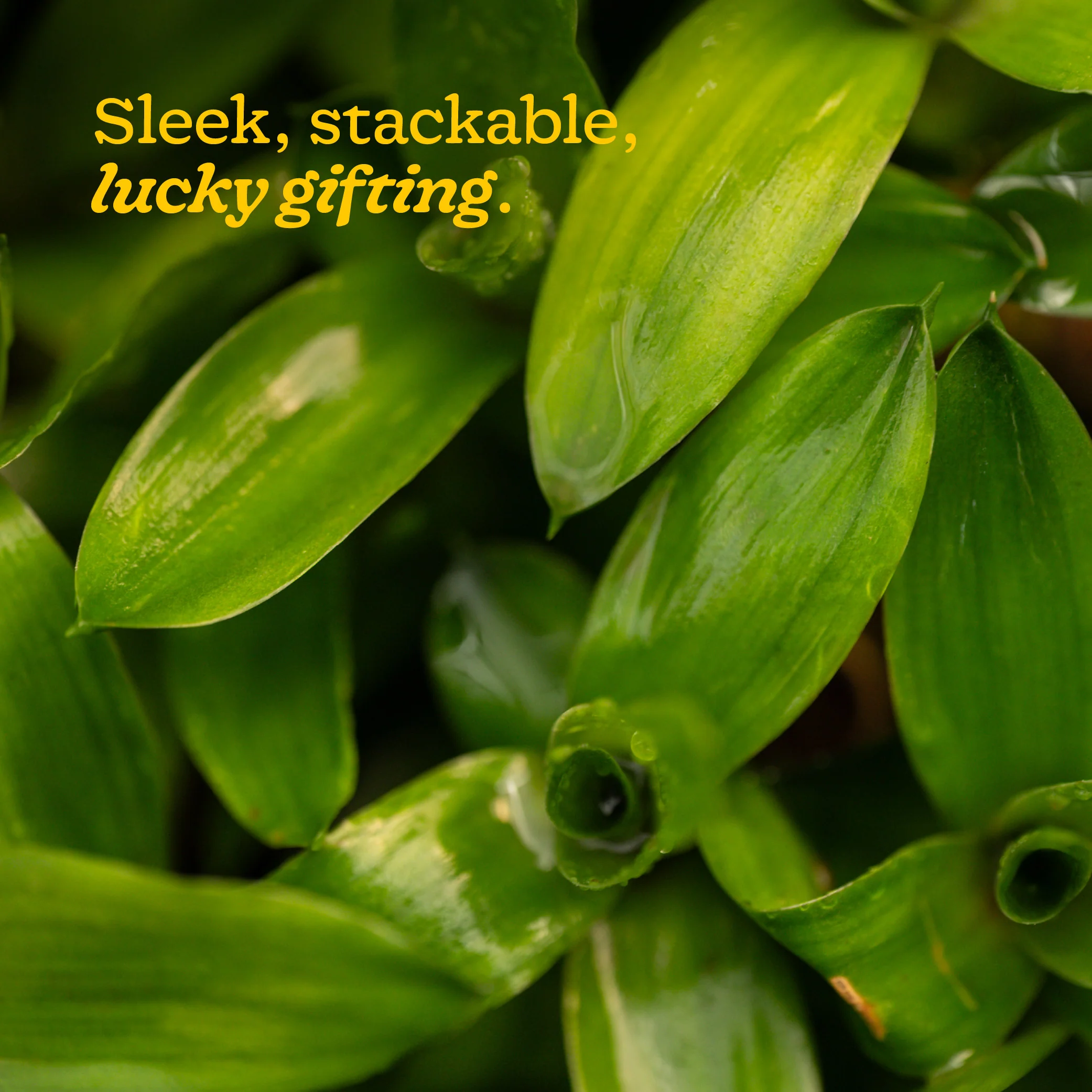 Lucky Bamboo Plant - 3 Layer - Image 4