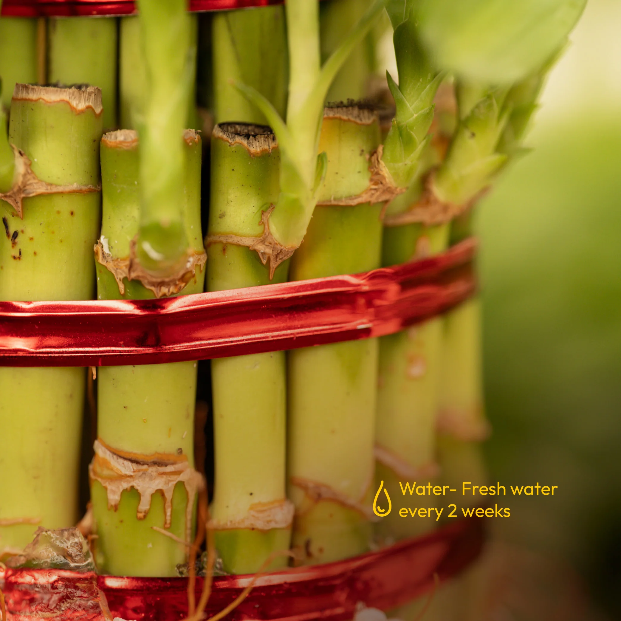Lucky Bamboo Plant - 3 Layer - Image 5