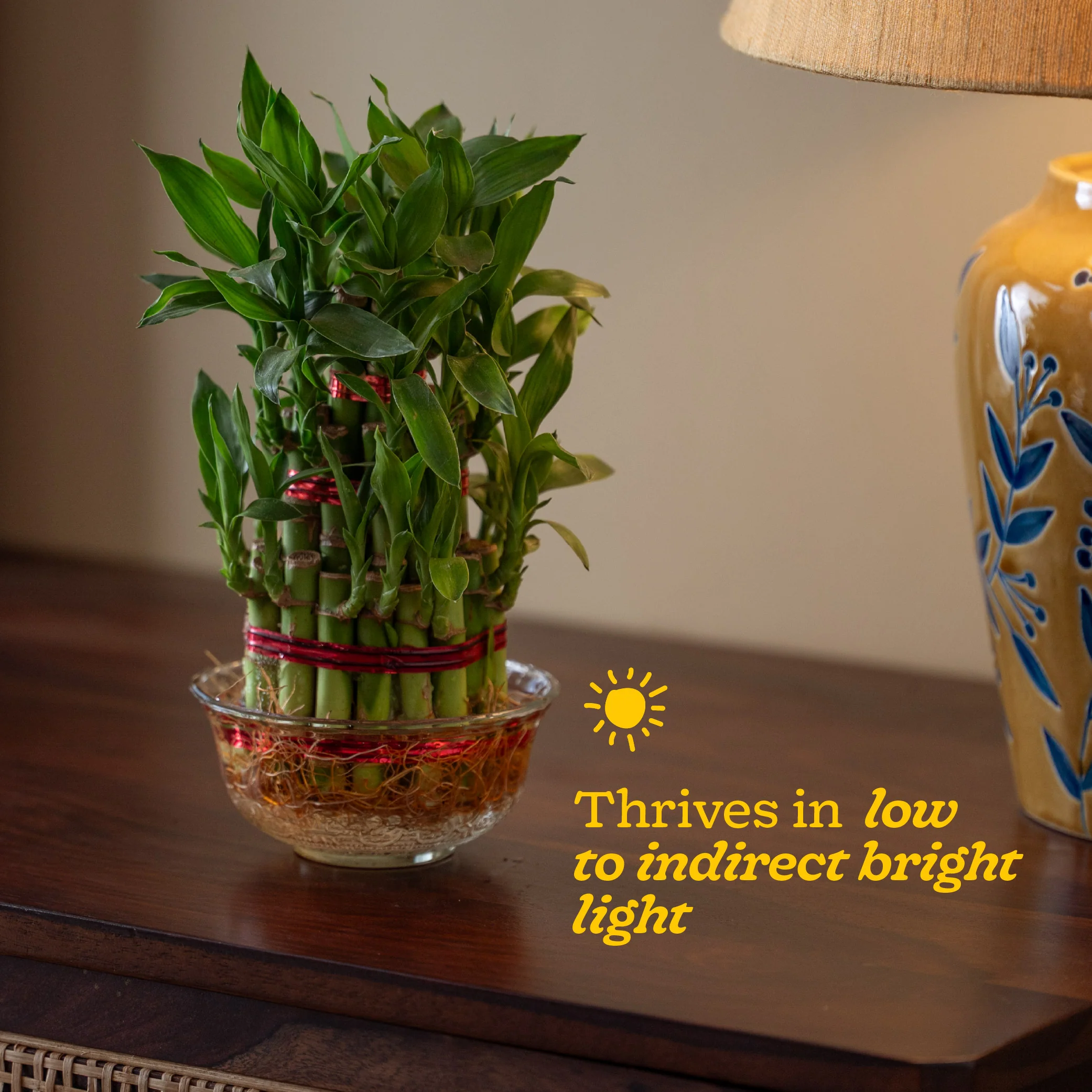 Lucky Bamboo Plant - 3 Layer - Image 6