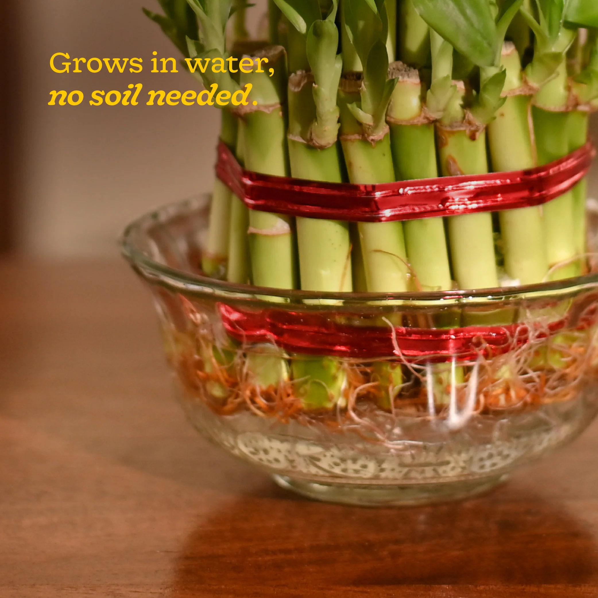 Lucky Bamboo Plant - 3 Layer - Image 8