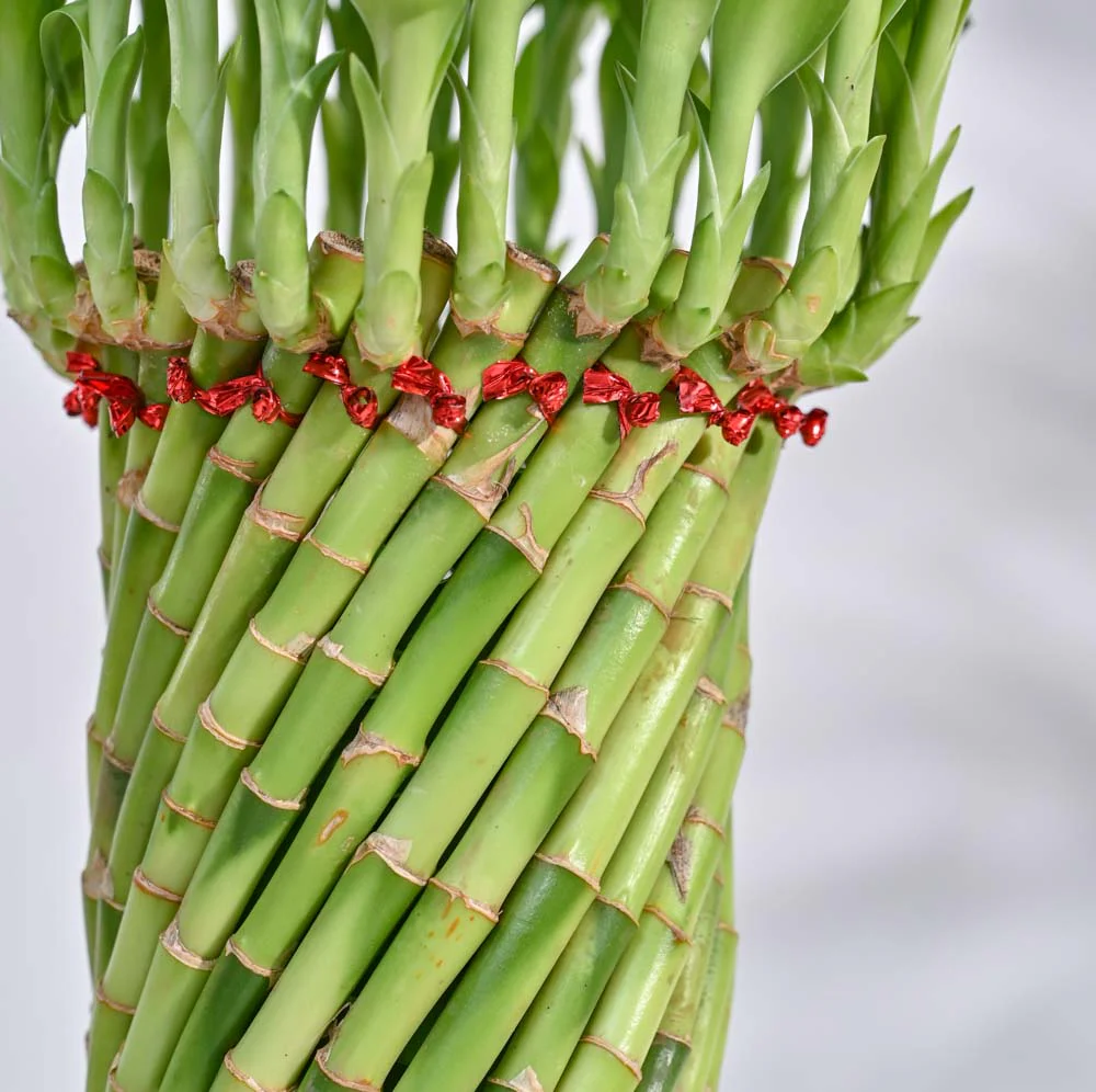 Lucky Wheel Bamboo Plant - Image 10