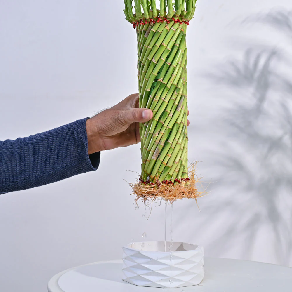Lucky Wheel Bamboo Plant - Image 11