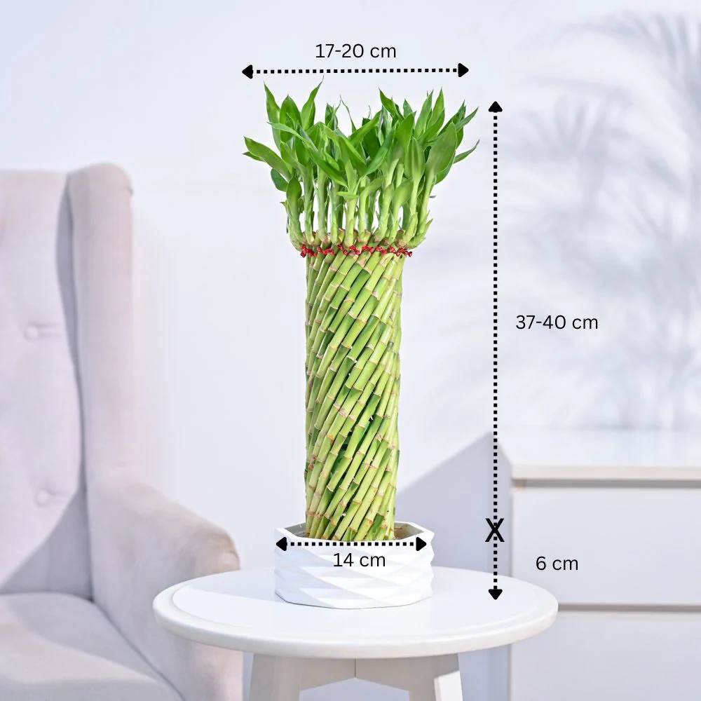 Lucky Wheel Bamboo Plant - Image 12