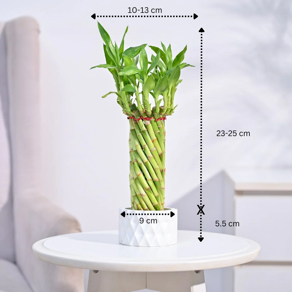 Lucky Wheel Bamboo Plant - Image 6