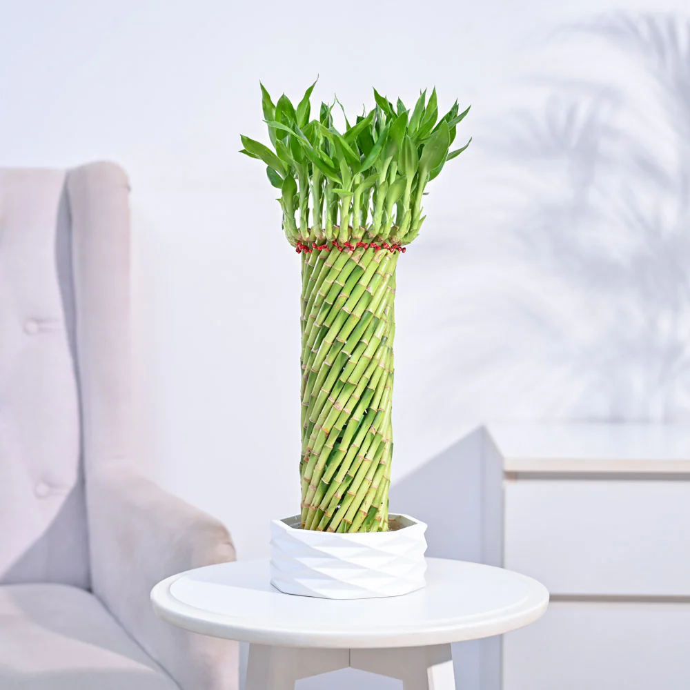 Lucky Wheel Bamboo Plant - Image 7