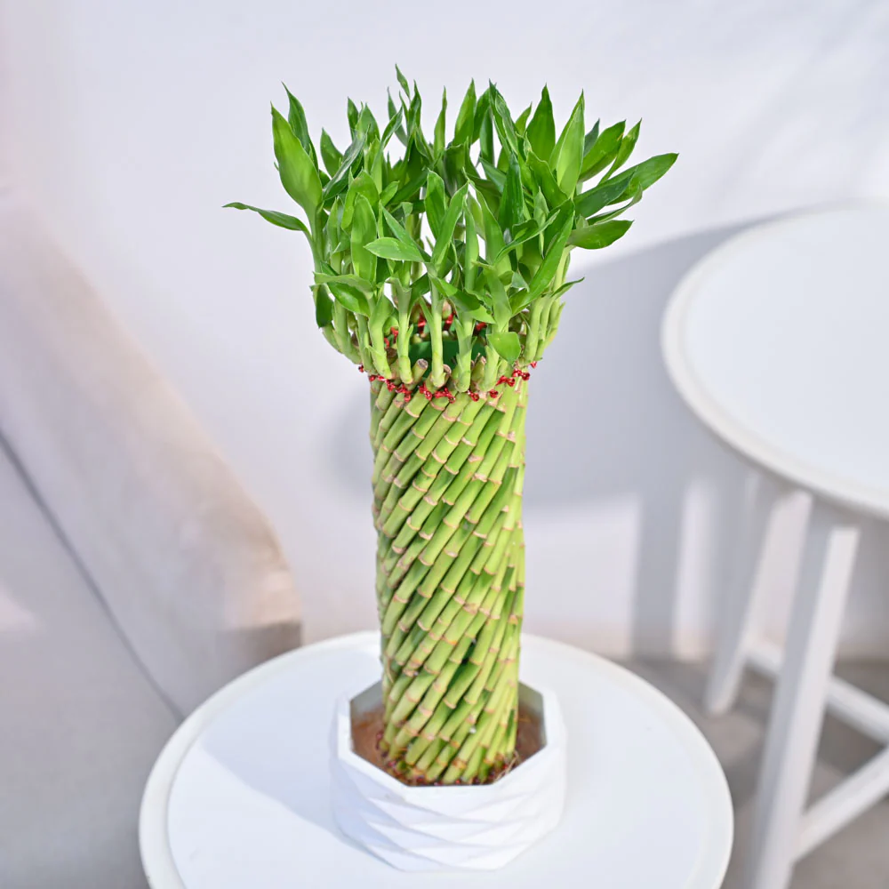Lucky Wheel Bamboo Plant - Image 8
