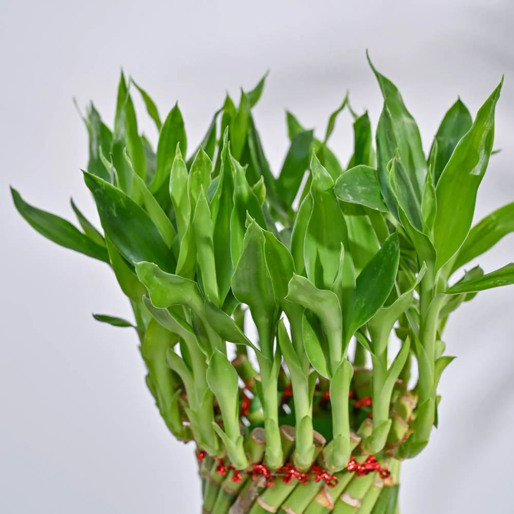 Lucky Wheel Bamboo Plant - Image 9