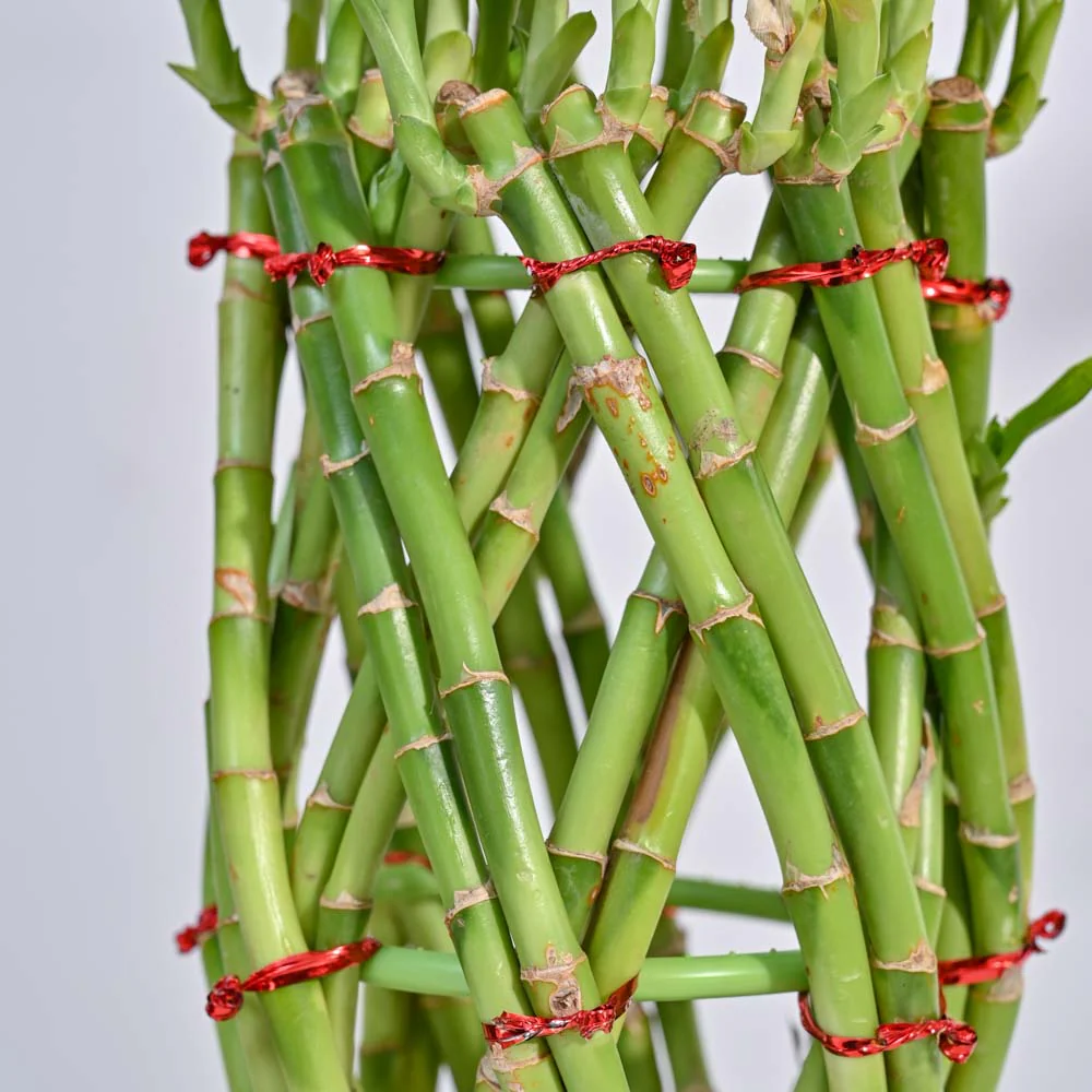 Pineapple Lucky Bamboo Plant - Image 3