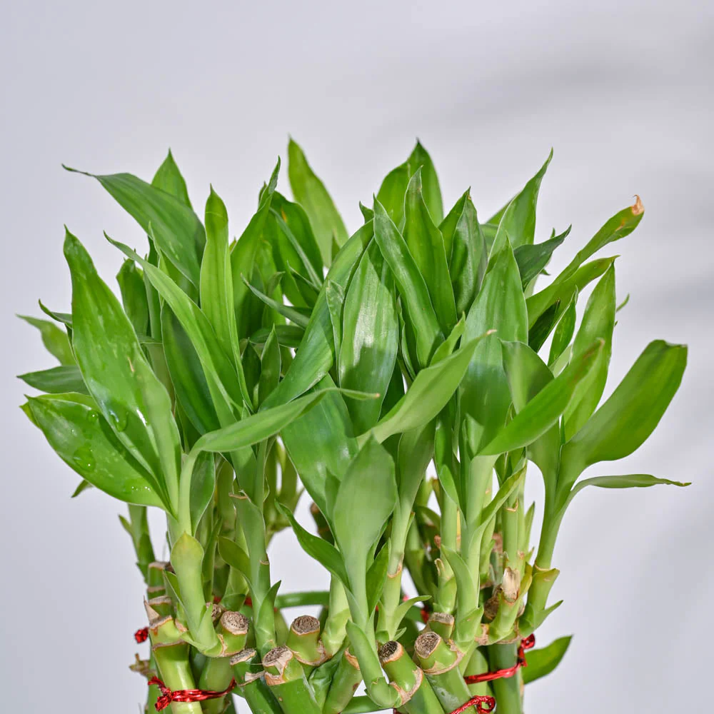 Pineapple Lucky Bamboo Plant - Image 4