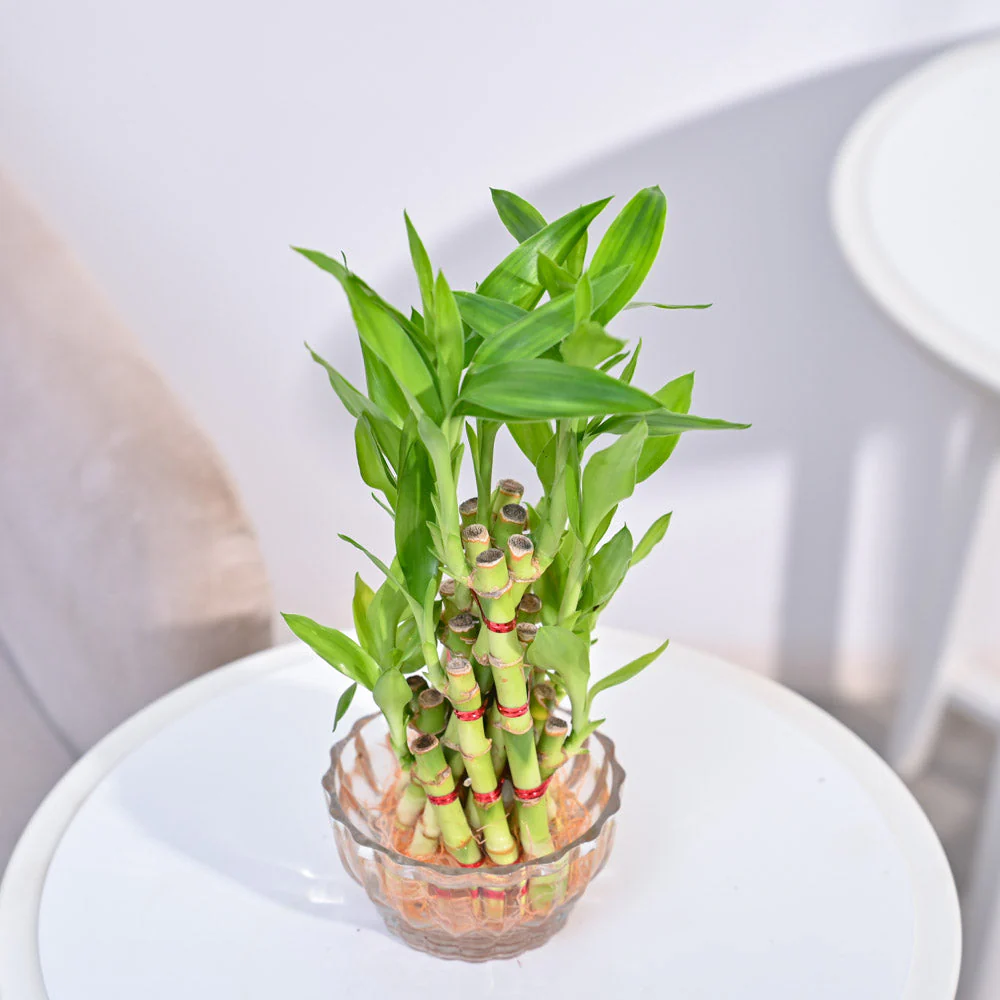 Lucky Bamboo Plant- Pyramid - Image 2