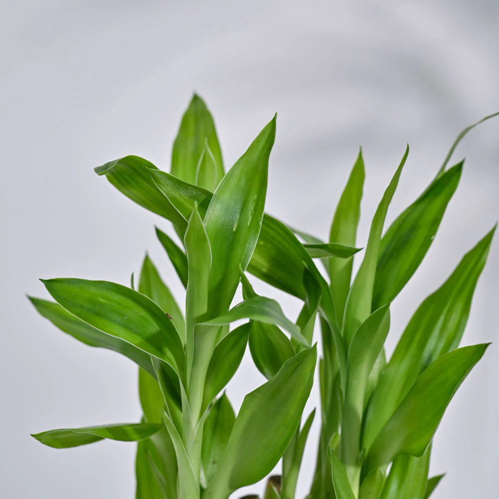 Lucky Bamboo Plant- Pyramid - Image 3