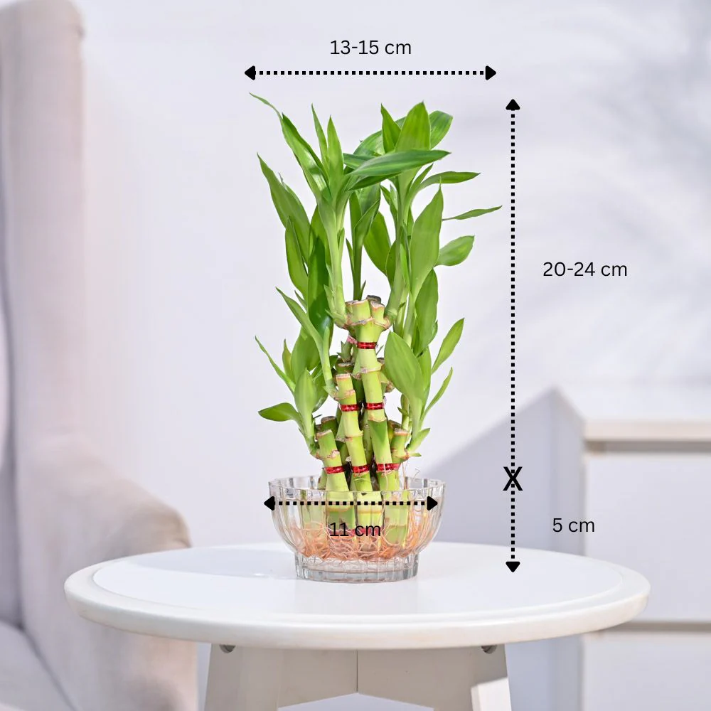 Lucky Bamboo Plant- Pyramid - Image 4