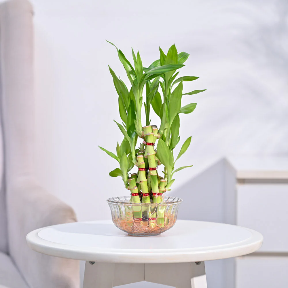 Lucky Bamboo Plant- Pyramid - Image 5