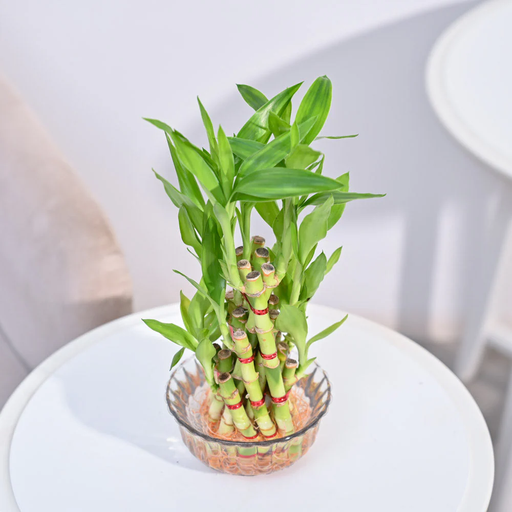 Lucky Bamboo Plant- Pyramid - Image 6