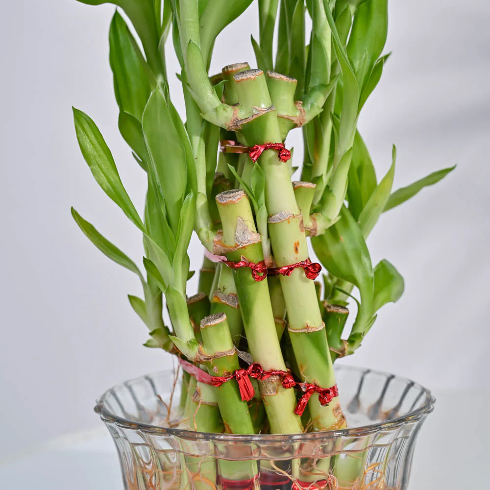 Lucky Bamboo Plant- Pyramid - Image 7