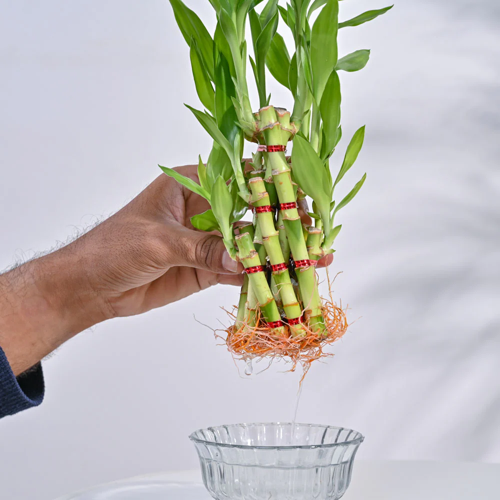 Lucky Bamboo Plant- Pyramid - Image 9
