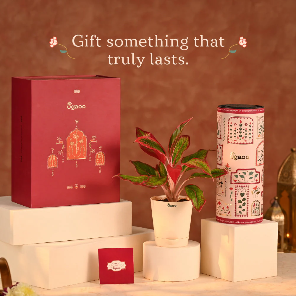 Joy in Bloom - Diwali Gift for Office colleagues or clients - Image 2