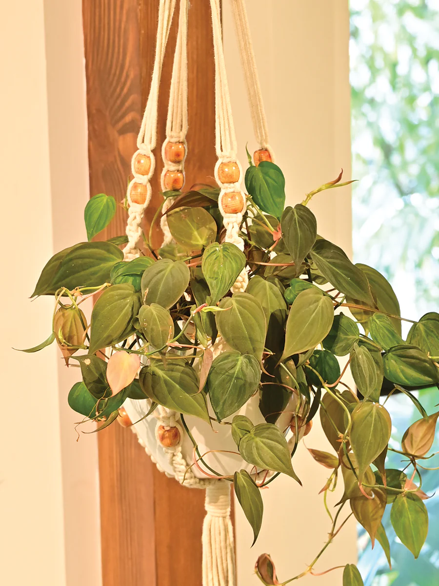 Macrame Single Layer Hanger - Image 2