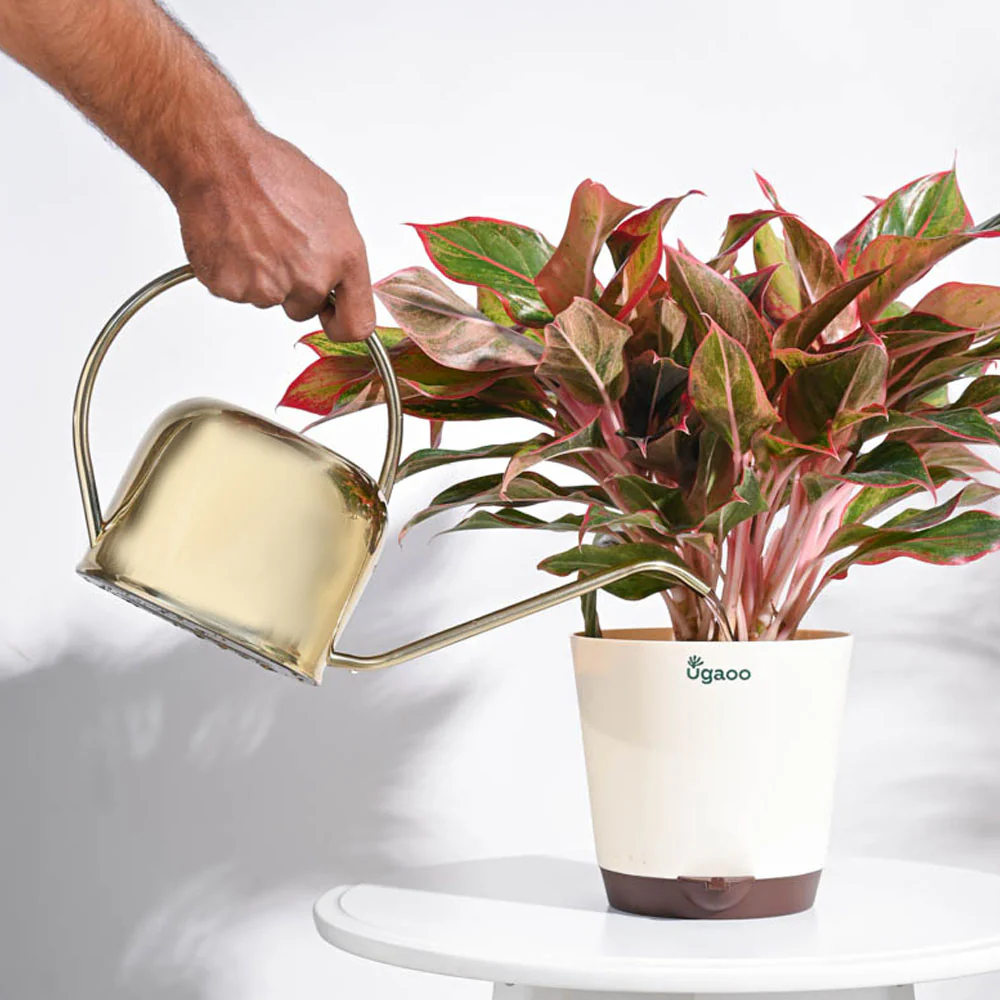 Magnum Watering Can - Image 13