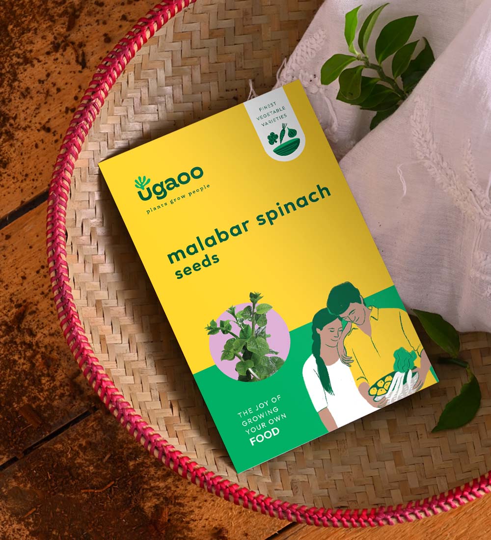 Malabar Spinach Seeds (Poi Saag) - Image 2