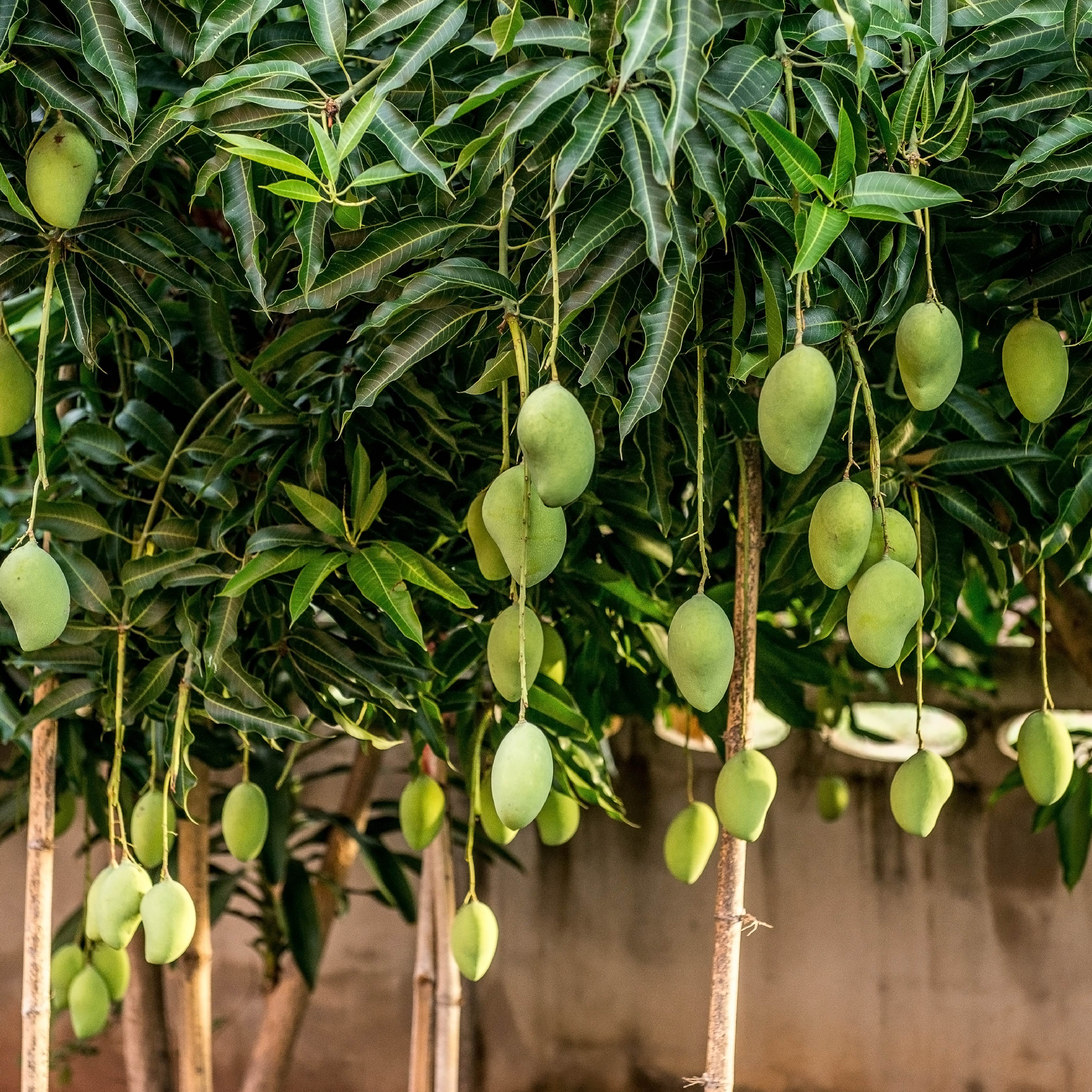 Mango Plant with Grow Bag - Image 7