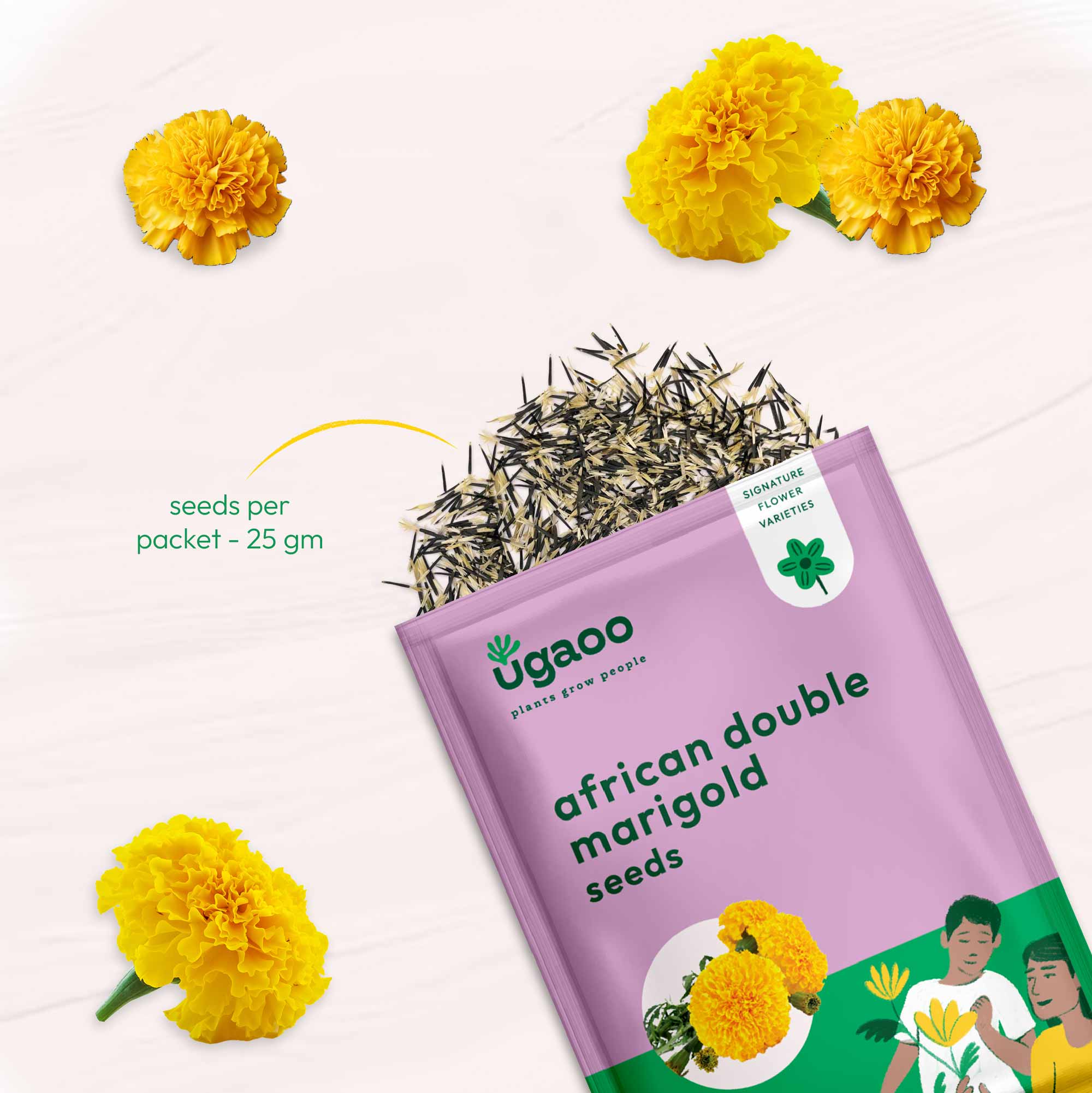 Marigold African Double Seeds - Image 10