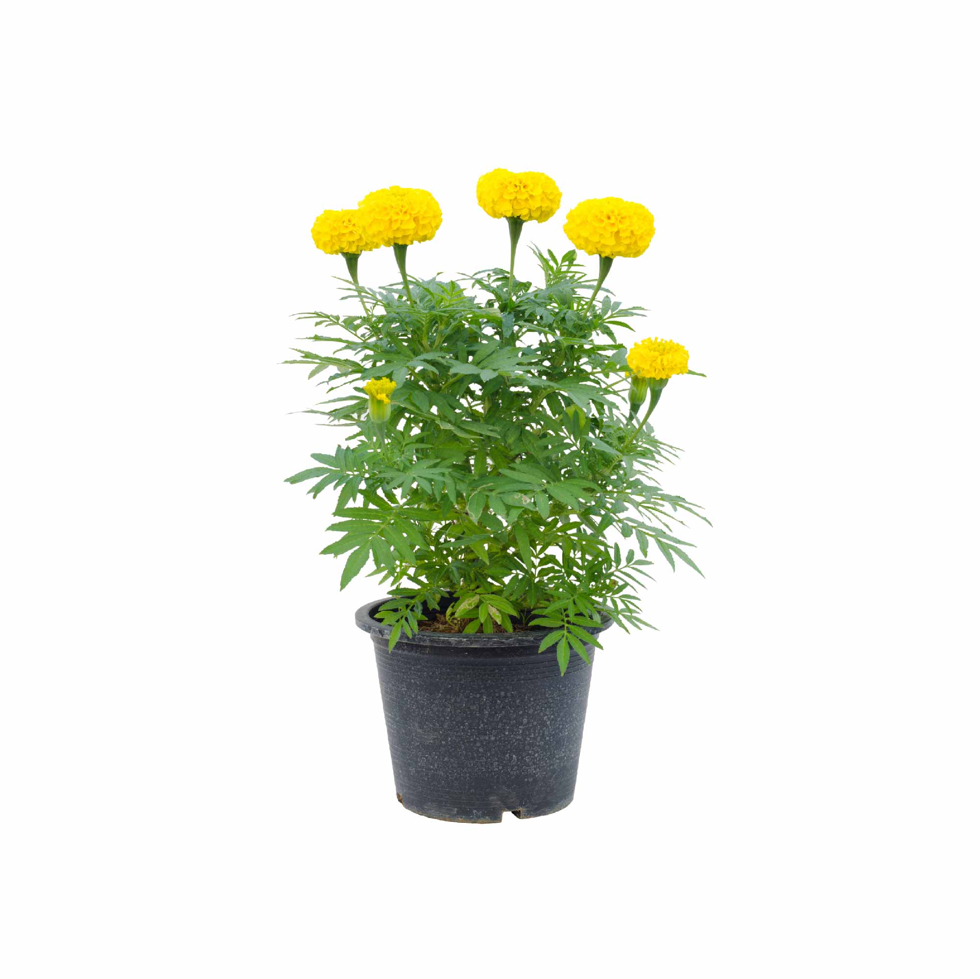 Marigold African Double Seeds - Image 8