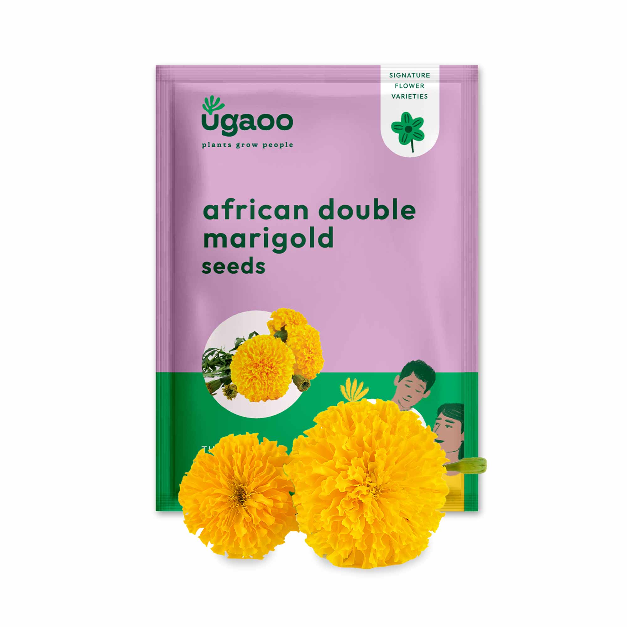 Marigold African Double Seeds - Image 9