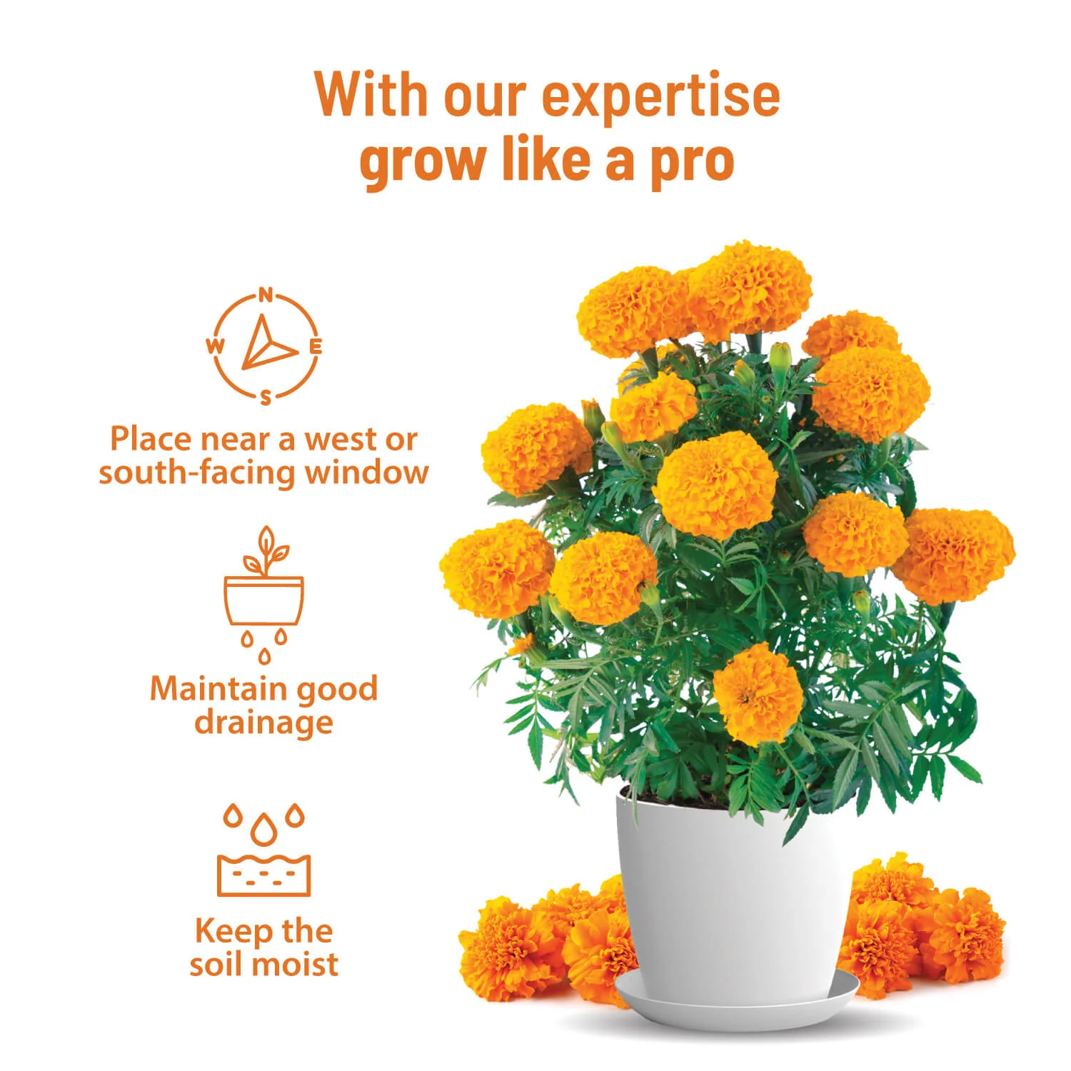 Marigold Grow Kit - Image 3