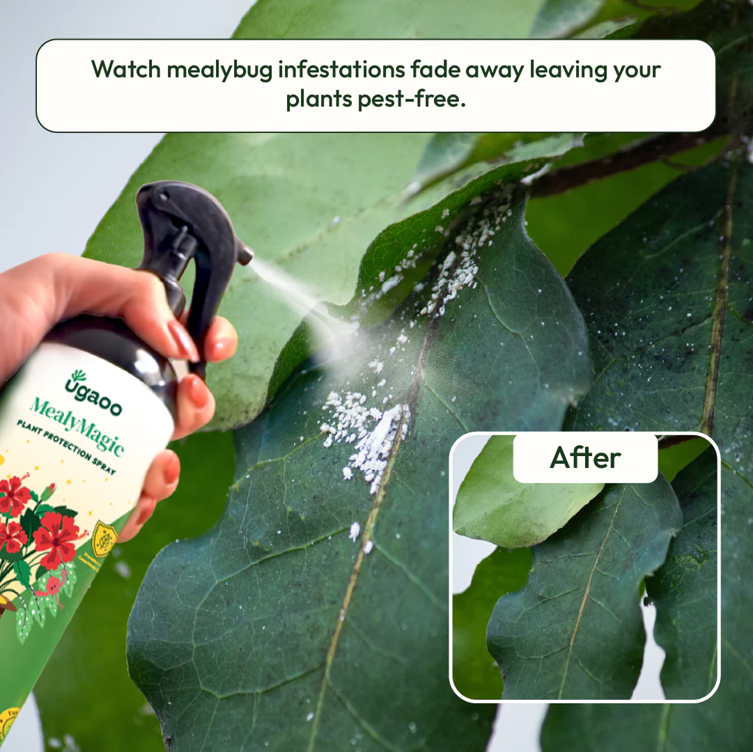 Mealybug Magic Spray for Plant Protection - Image 6
