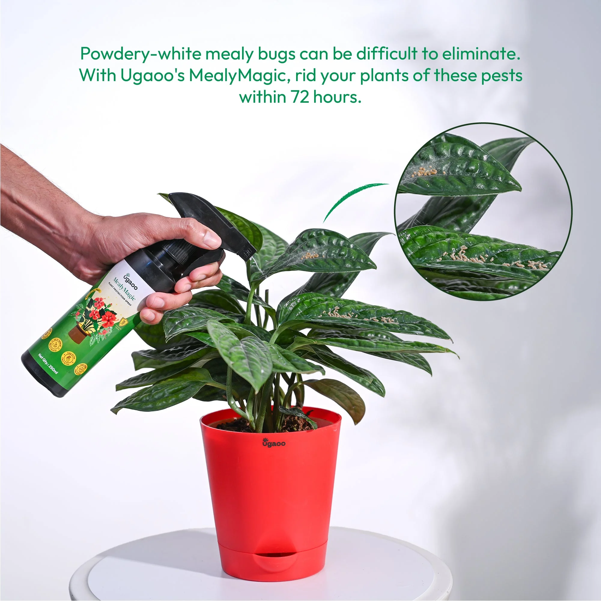 Mealybug Magic Spray for Plant Protection - Image 8
