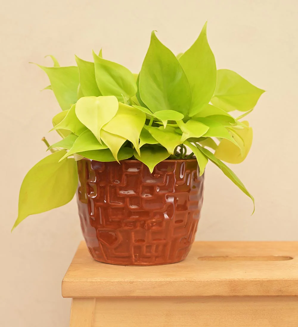 Medallion Ceramic Pot