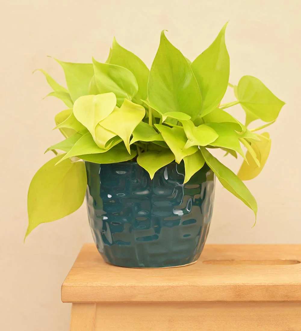 Medallion Ceramic Pot - Image 5