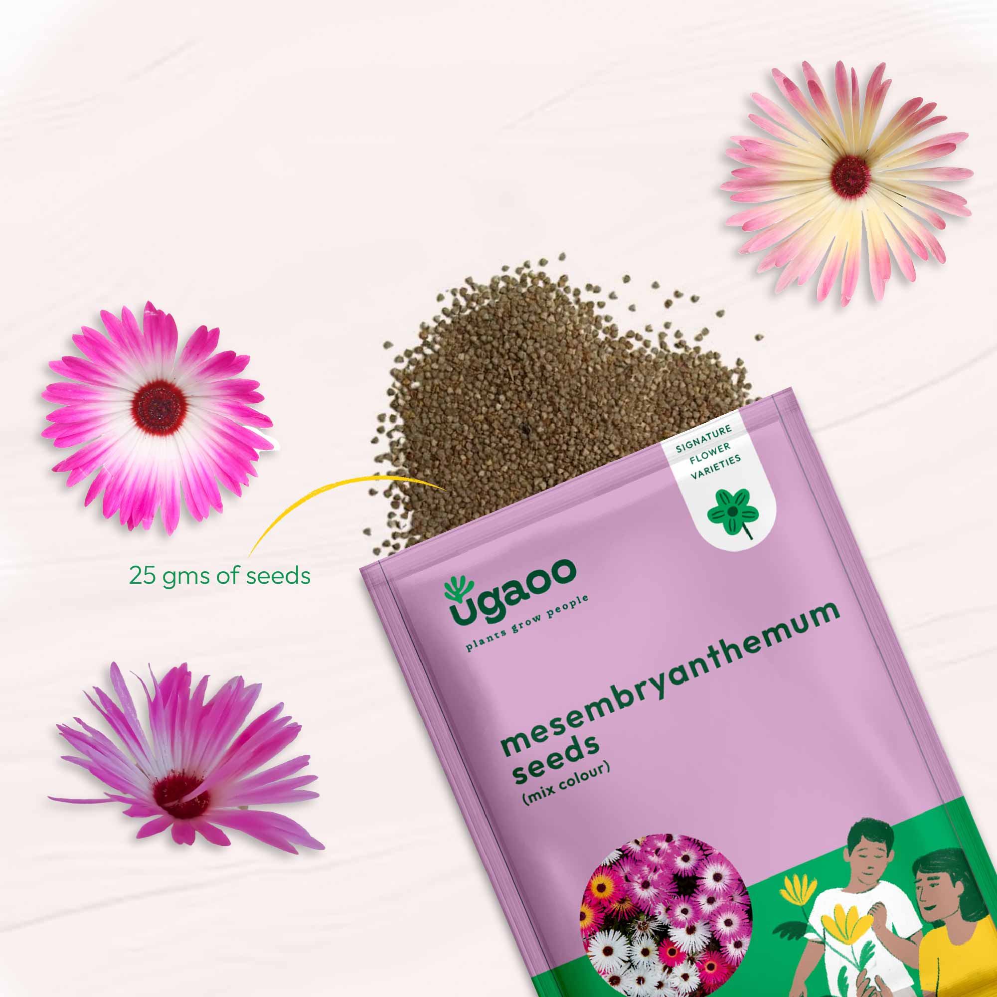 Mesembryanthemum Mix Seeds - Image 10