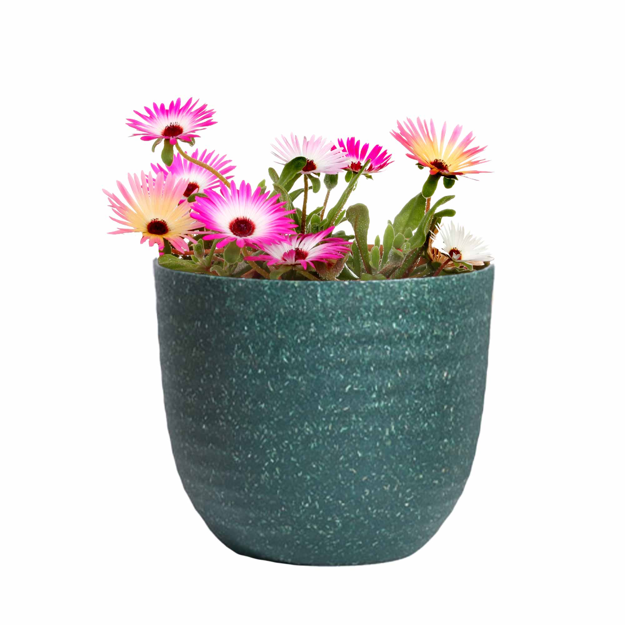 Mesembryanthemum Mix Seeds - Image 16