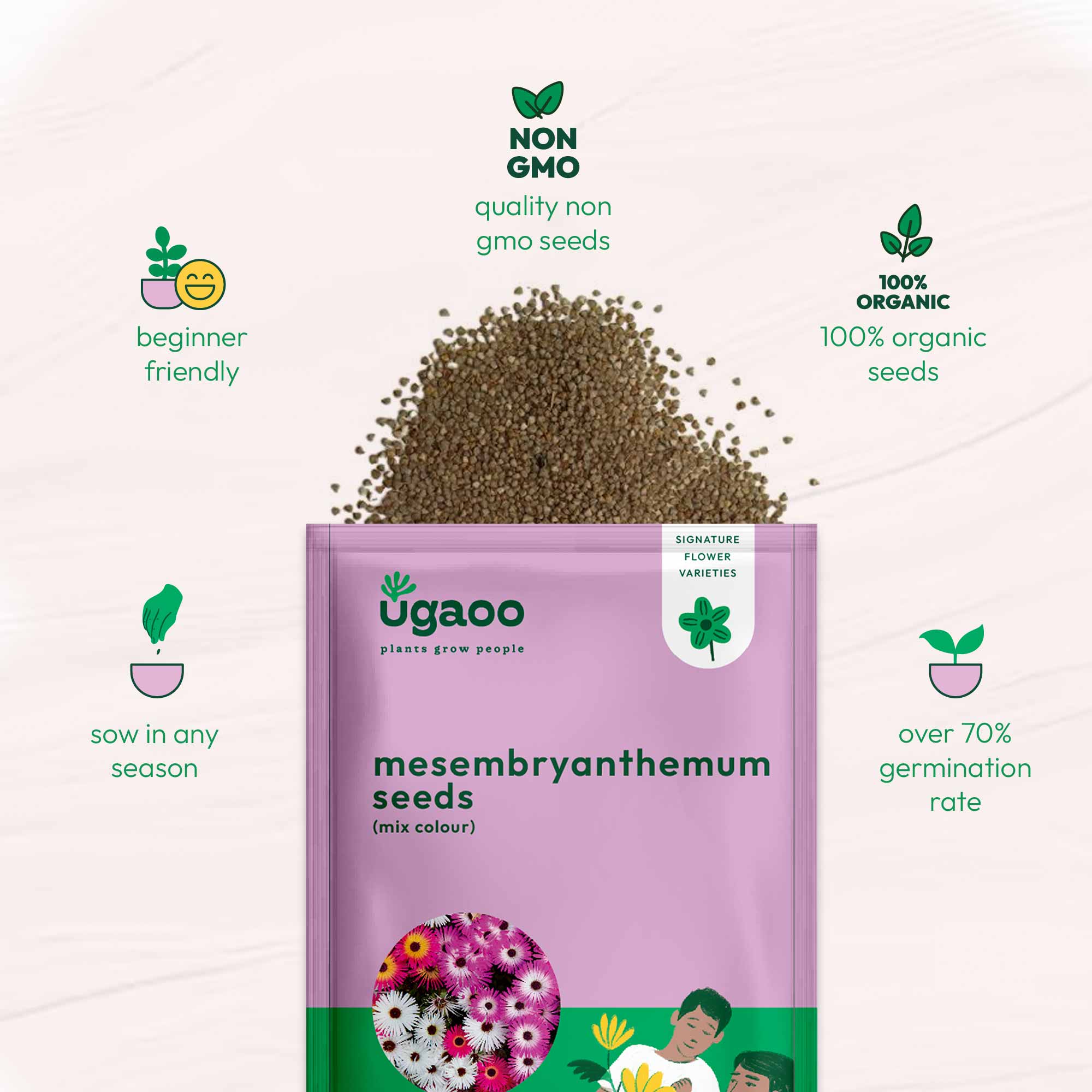 Mesembryanthemum Mix Seeds - Image 5
