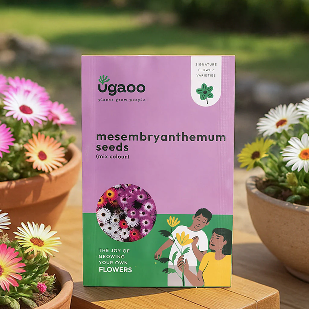Mesembryanthemum Mix Seeds - Image 9
