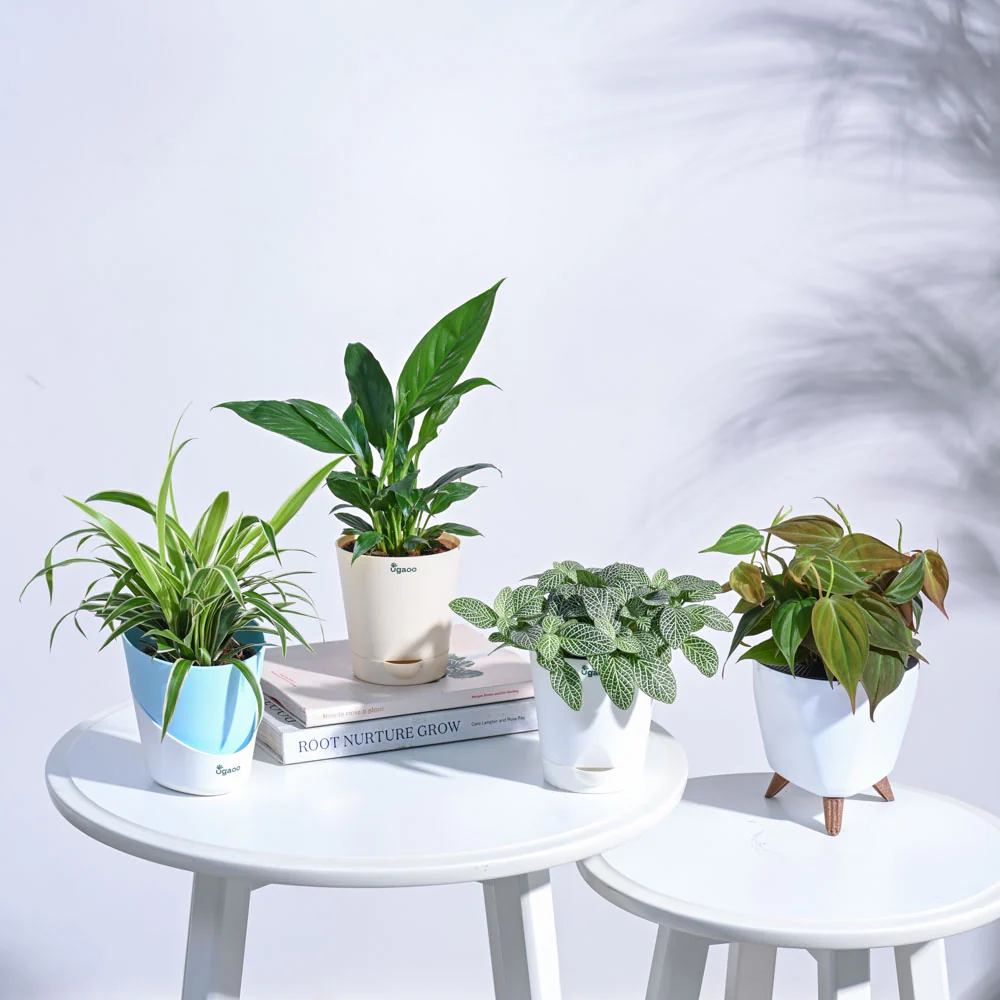 Mini Rainforest Indoor Plant Bundle - Image 2