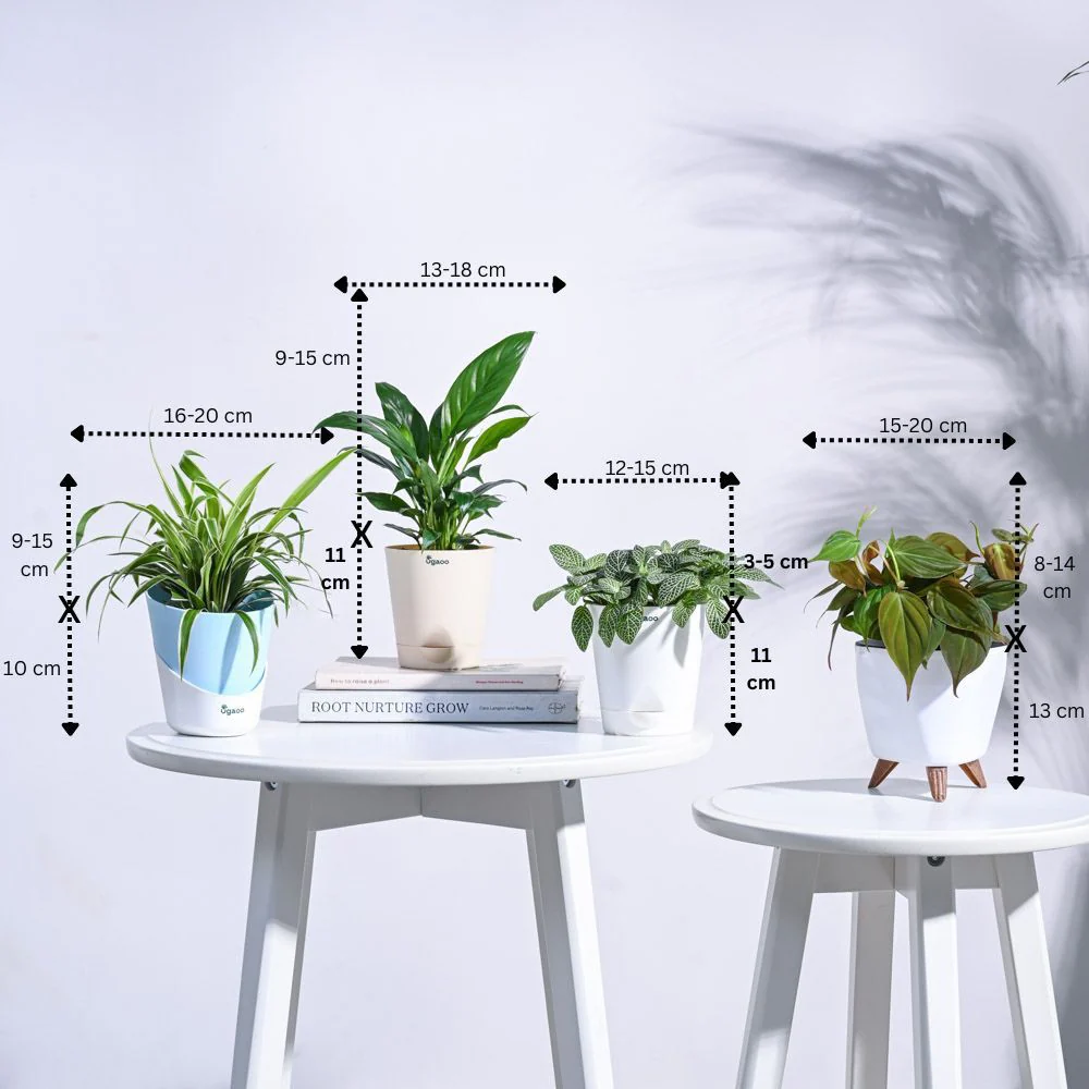 Mini Rainforest Indoor Plant Bundle - Image 4
