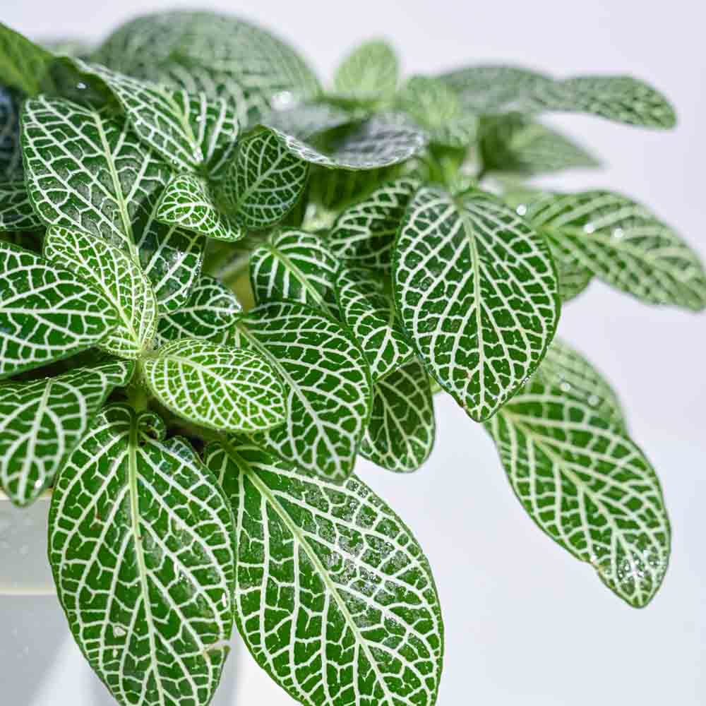 Mini Rainforest Indoor Plant Bundle - Image 6