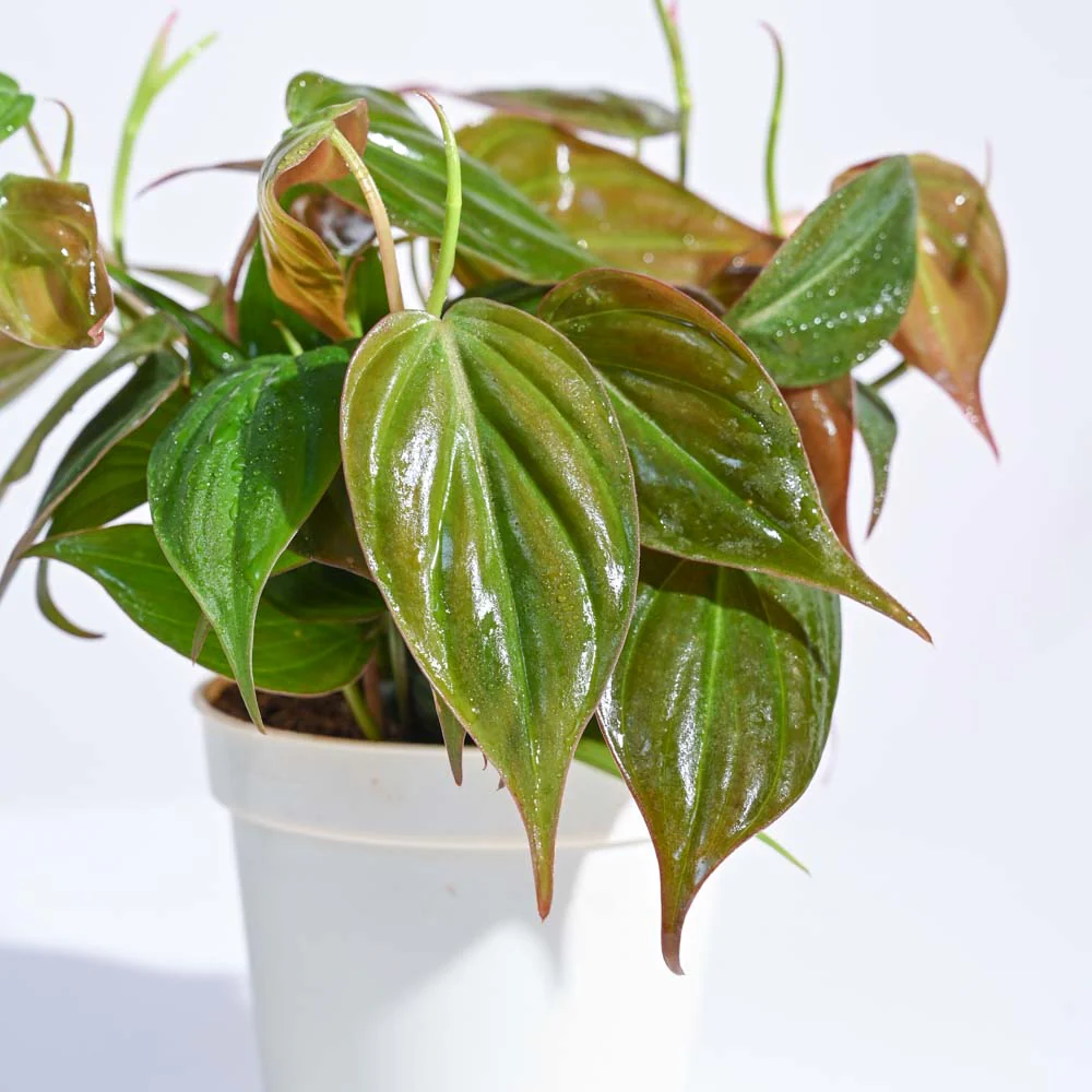 Mini Rainforest Indoor Plant Bundle - Image 7